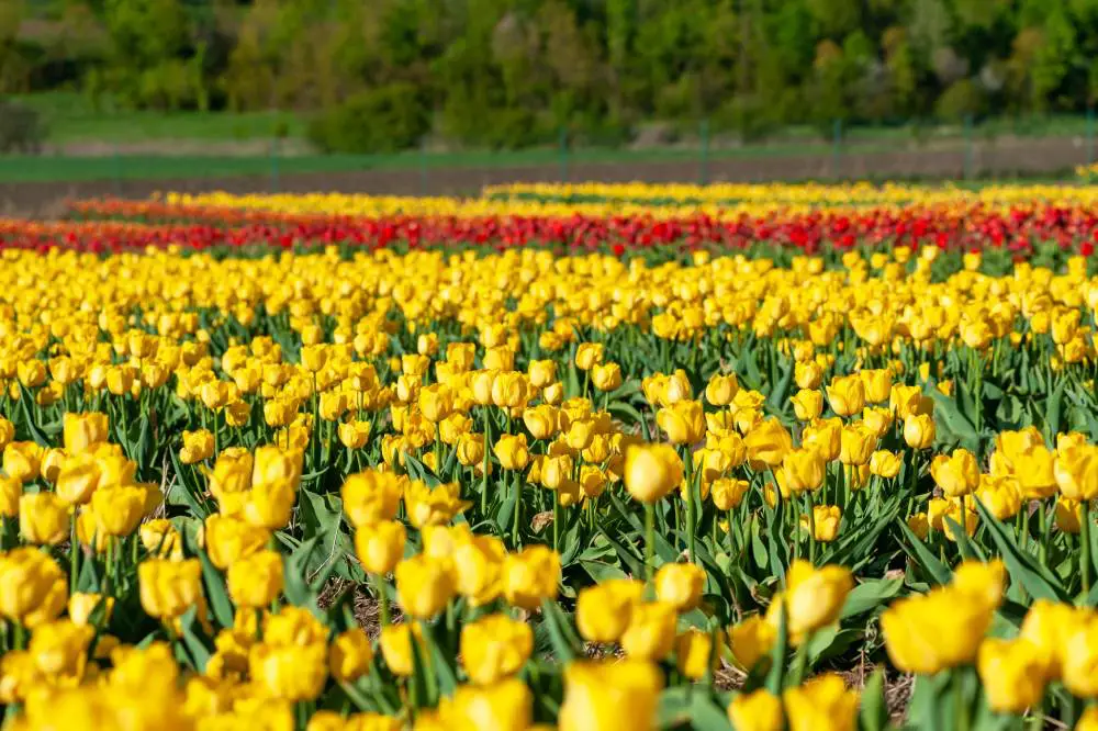 mountain stream mountain stream